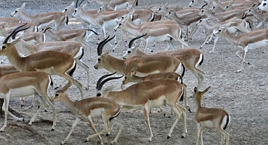 İzmir Doğal Yaşam Parkı’nın en yeni üyesi