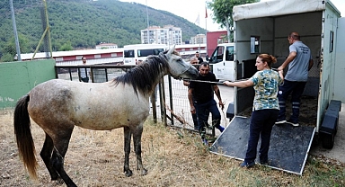 Karşıyaka’da başıboş at operasyonu