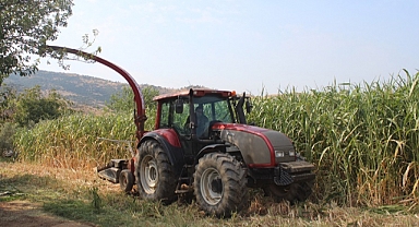 Ödemiş’te şeker sorgumu hasadı yapıldı