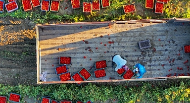 Salçalık domateste 2 liraya kadar düşürdü