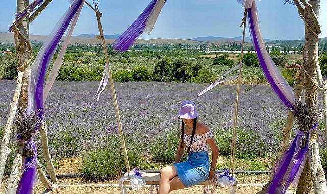 Seferihisar&#039;da lavanta hasadı zamanı