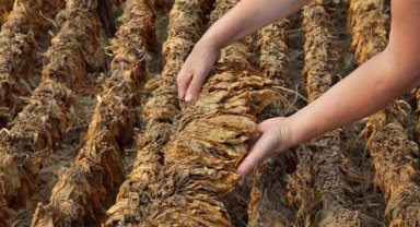 Yaprak tütün ihracatı yüzde 21 arttı