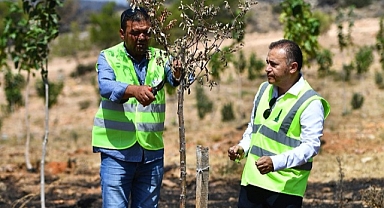 15 bin ağaç tedavi edilerek hayatta tutulacak