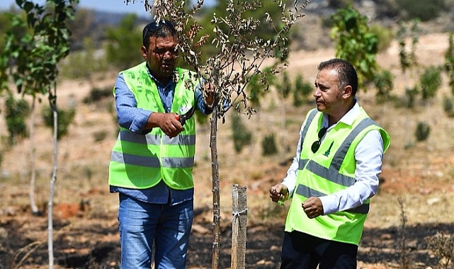 15 bin ağaç tedavi edilerek hayatta tutulacak