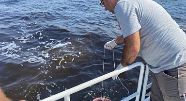 Balık Ölümler,Oksijen Yetersizliği Kirlilikten Kaynaklanıyor