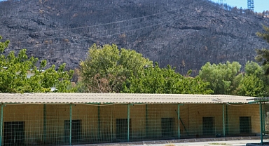 Barınağın gönüllüleri hayvanları geri istiyor