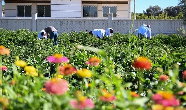 Bornova Belediyesi'nden yerel üreticilere tam destek
