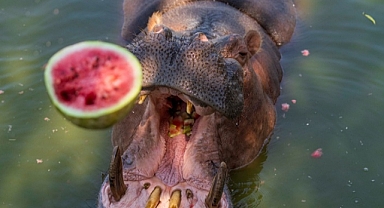 Çiftçi tarlada kalan karpuzunu hayvanlara bağışladı