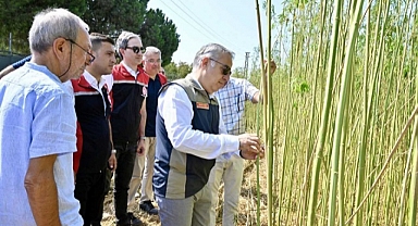 İzmir'de kenevirin hasadı yapıldı