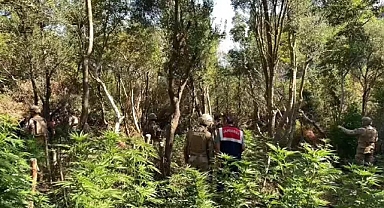 İzmir'de orman arazisinde Hint keneviri operasyonu