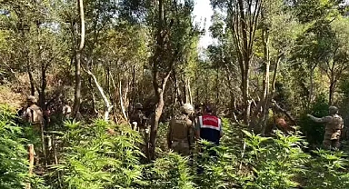İzmir'de orman arazisinde Hint keneviri operasyonu