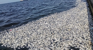 İzmir Körfezi’ndeki balık ölümlerini ne tetikledi?