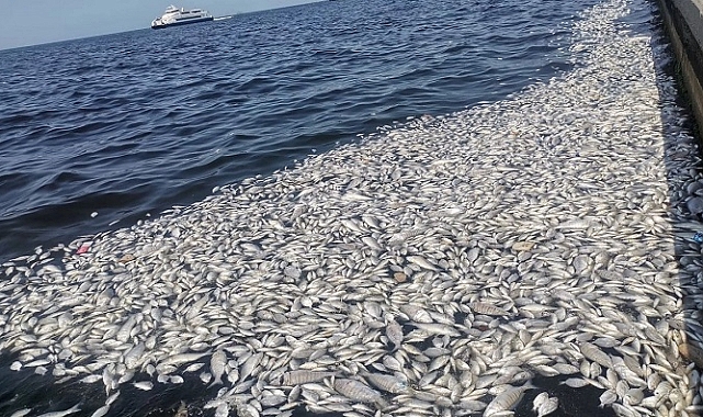İzmir Körfezi’ndeki balık ölümlerini ne tetikledi?
