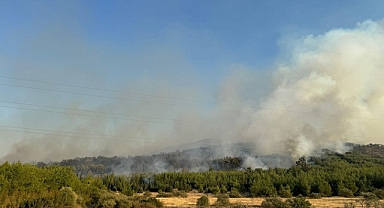 İzmir Menderes'te orman yangını çıktı