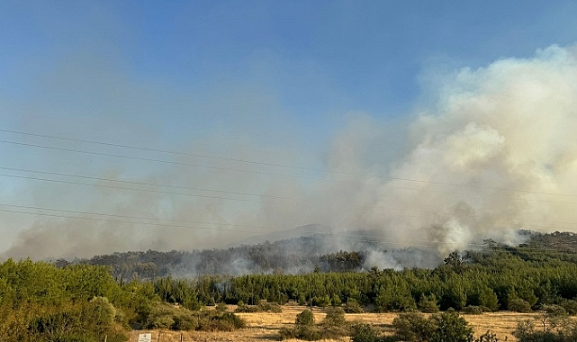 İzmir Menderes'te orman yangını çıktı