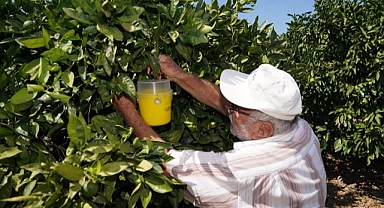 Karaburun’da narenciye kalitesi artıyor
