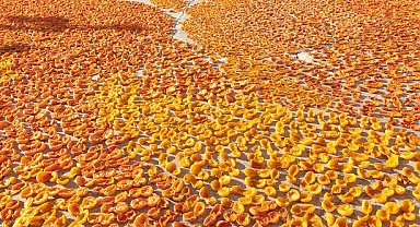 Kuru kayısıda yeni sezon hedefi 100 bin ton ihracat