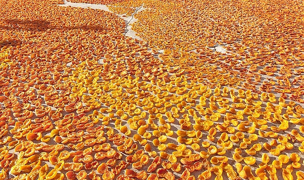 Kuru kayısıda yeni sezon hedefi 100 bin ton ihracat
