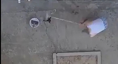 Manisa'da vahşet: 3 kedi yavrusunu sopayla öldürdü