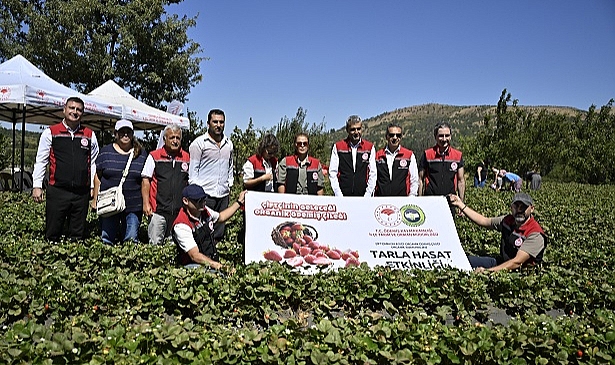 Ödemiş'te Organik Çilek Projesi İlk Meyvelerini Verdi