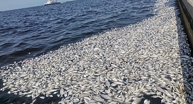 Saygılı'dan balık ölümleri eleştirisi
