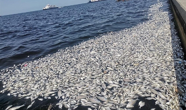 Saygılı'dan balık ölümleri eleştirisi