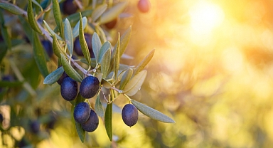 Sofralık zeytin ihracatı 200 milyon dolara koşuyor