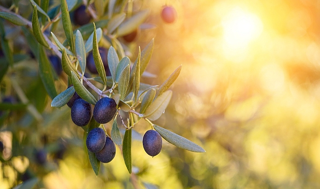 Sofralık zeytin ihracatı 200 milyon dolara koşuyor