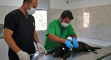 Sokak hayvanları bu hastanede şifa buluyor