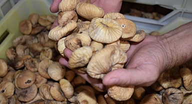 Tariş İncir Birliği, kuru incir fiyatını belirledi