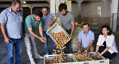 Tariş, kuru incir alımına başladı