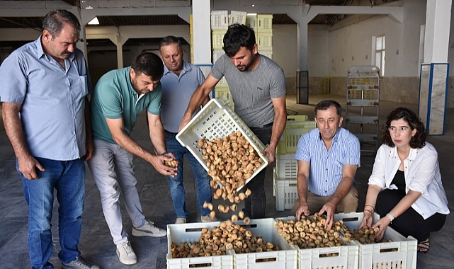 Tariş, kuru incir alımına başladı