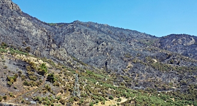 Yangında 140 hektarlık alan zarar gördü