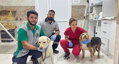 Yangından kurtarılan can dostlara Menemen’de şefkat eli