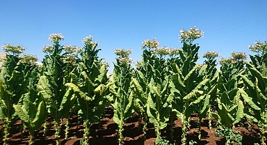 EİB’den ağustos ayında 1 milyar 548 milyon dolarlık ihracat