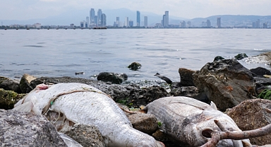 İzmir Körfezi'nde balık ölümleri sürüyor