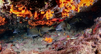 Karaburun’un Sualtı Zenginliği Görüntülendi