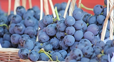 Kavacık Üzüm Festivali kapılarını 12. kez açıyor