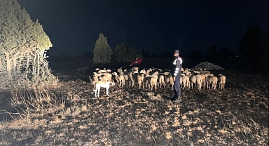 Kaybolan hayvan sürüsünü jandarma ekibi buldu