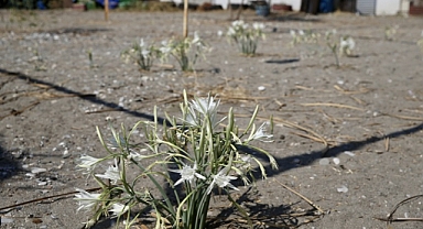 Muğla'da korunan kum zambakları çoğalıyor