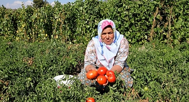 Yamanlar ‘Domates Şenliği’ ile yeniden doğuyor!