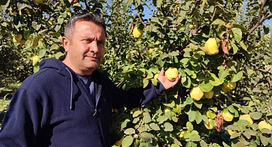 Ayva, üreticisinin yüzünü güldürdü