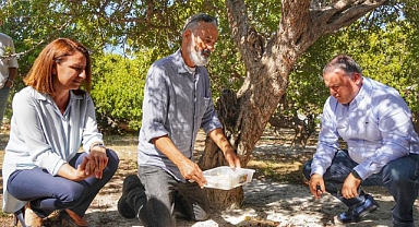 Çeşme’de Hedef 100 Bin Sakız Ağacı
