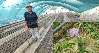 Denizli'de salep dede, yeni sezon salepleri toprakla buluşturdu
