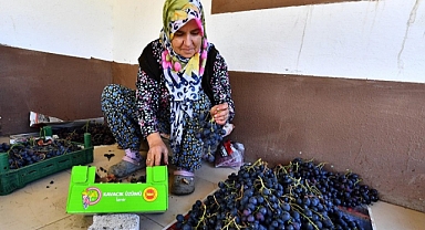 İzmir Büyükşehir Belediyesi 10 ton Kavacık üzümü dağıtıyor