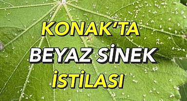 “Konaklılar sivrisinekten dolayı pencere açamıyor”