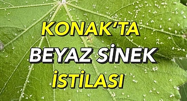 “Konaklılar sivrisinekten dolayı pencere açamıyor”