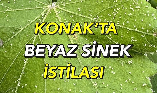 “Konaklılar sivrisinekten dolayı pencere açamıyor”