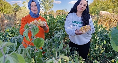 Simav'da Altın Çilek Bereketi: