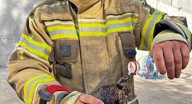 Yangından kurtarılan kaplumbağa kana kana su içti